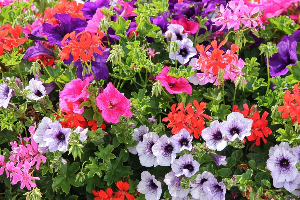 colorful-flowers-4355583_1280.jpg