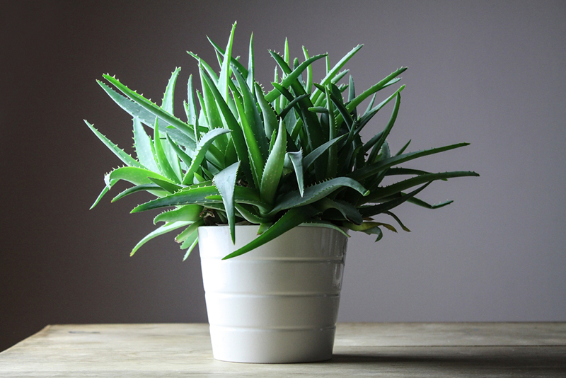 aloevera_belso.jpg