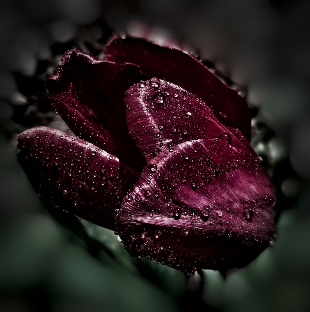 flowers-1343759_1280.jpg
