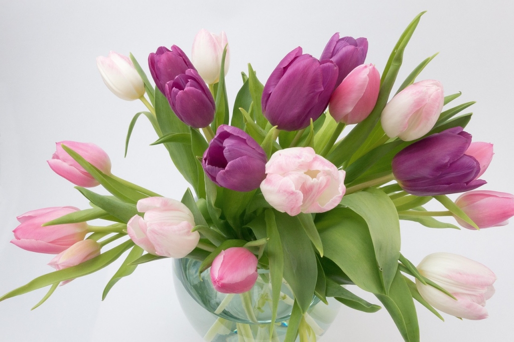 tulip-1232068_1280.jpg