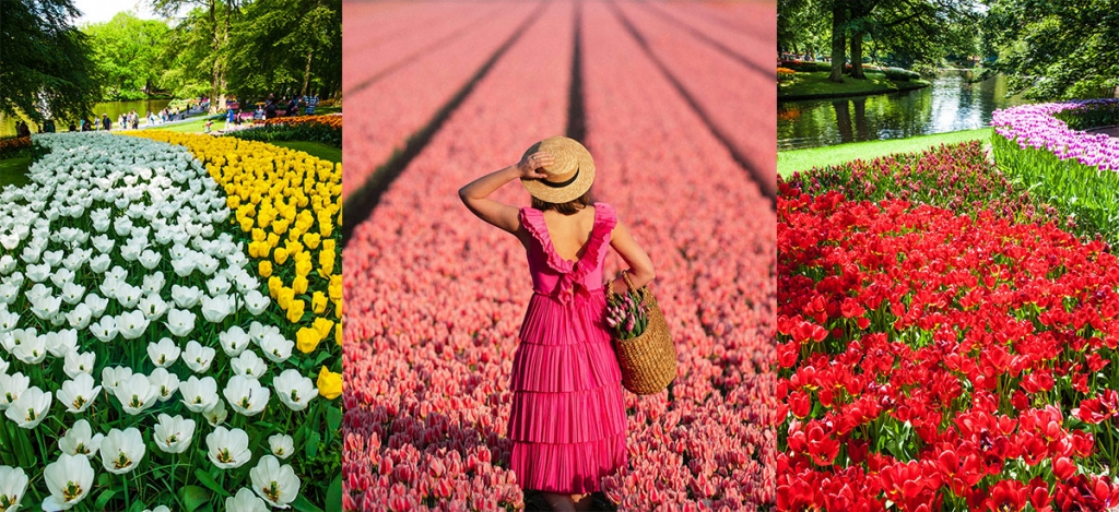 Végtelen tulipánmezők: Hollandiában található Európa virágoskertje, a Keukenhof