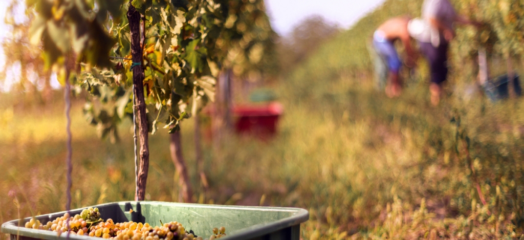 Szüreti hagyományok nyomában: így élednek újjá a közösségi ünnepek napjainkban Szüreti hagyományok nyomában: így élednek újjá a közösségi ünnepek napjainkban
