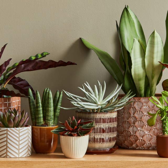 5 fantasztikus szobanövény, ami nem hiányozhat egyetlen skorpió otthonából sem