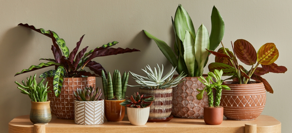 5 fantasztikus szobanövény, ami nem hiányozhat egyetlen skorpió otthonából sem