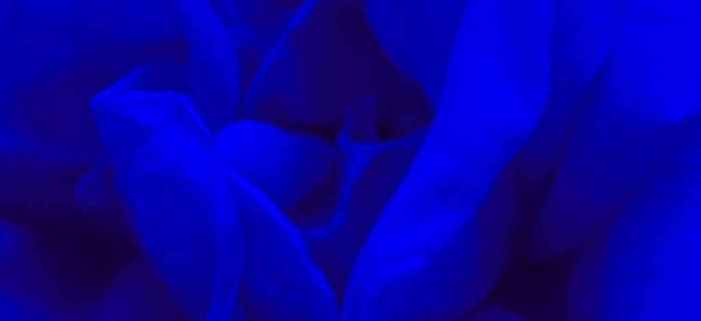 2025 novemberében ez a különleges, vibrálóan kék árnyalat lett a belsőépítészek kedvence