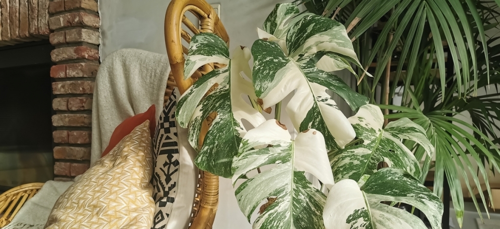 5 gyönyörű szobanövény, ami utálja a telet: így segíthetsz nekik túlélni tavaszig!