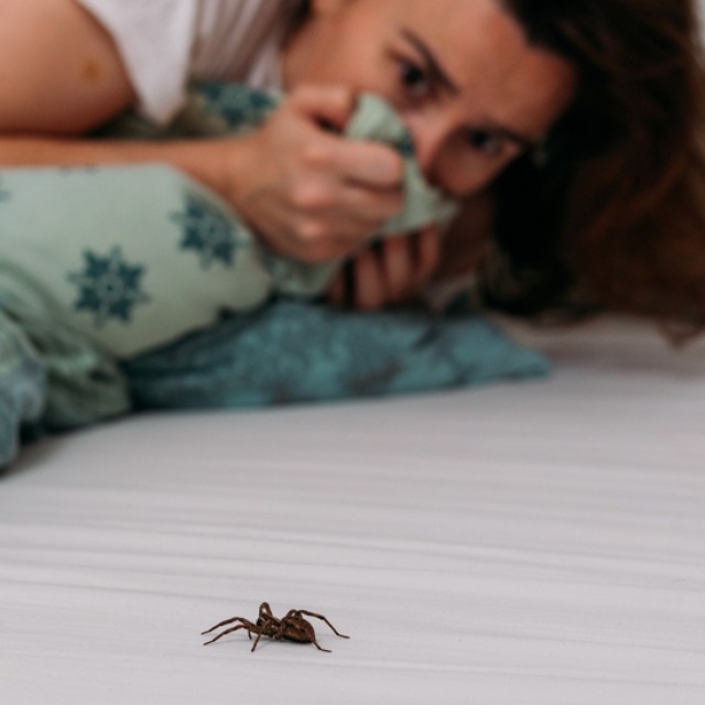 3 ok, amiért TILOS lecsapni a pókot a falon: komoly gondokat okozhatsz magadnak vele!