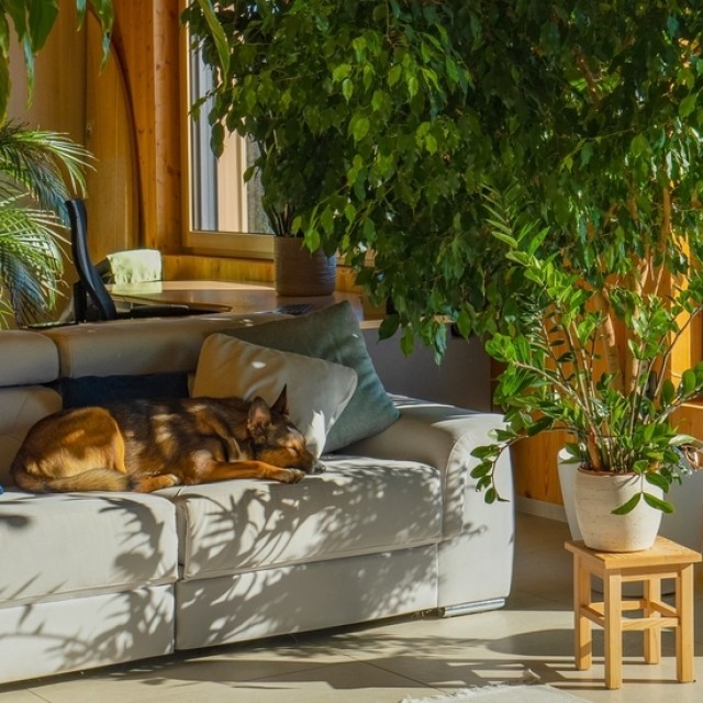 Imádni való lakberendezési trend, ami dzsungellé változtatja otthonodat