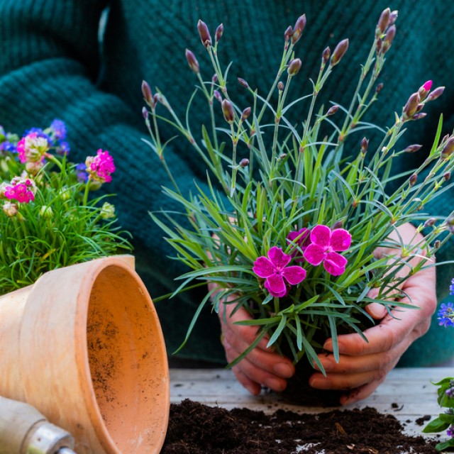 Téli álomból ébredezik a kertünk: szakértői tippek a tavaszi induláshoz